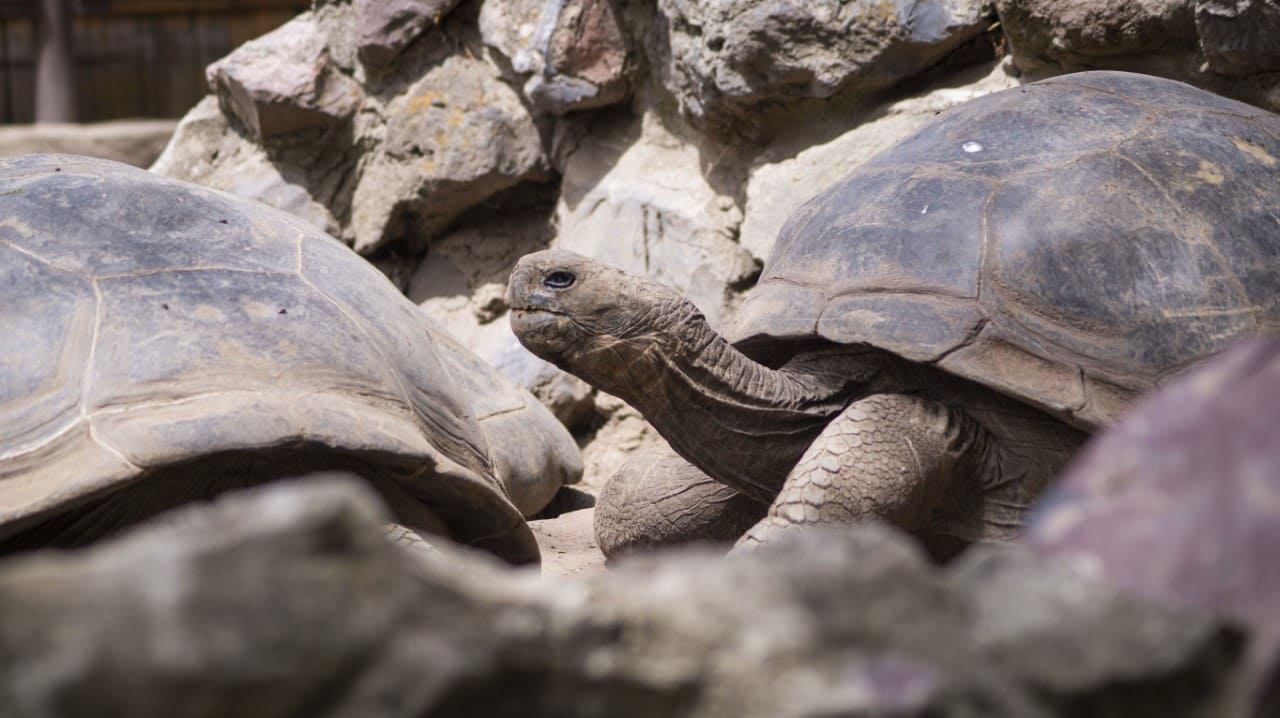En este momento estás viendo Zoo de Quito impulsa campaña contra el tráfico y mascotización de tortugas