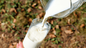 Lee más sobre el artículo AGSO y el Gobierno Nacional donarán 1 millón de vasos de leche a niños de zonas vulnerables “Alimentemos juntos al Ecuador”