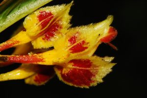 Lee más sobre el artículo Se descubre una nueva especie de planta en la Reserva Mashpi y crece el número de ejemplares monitoreados en el bosque