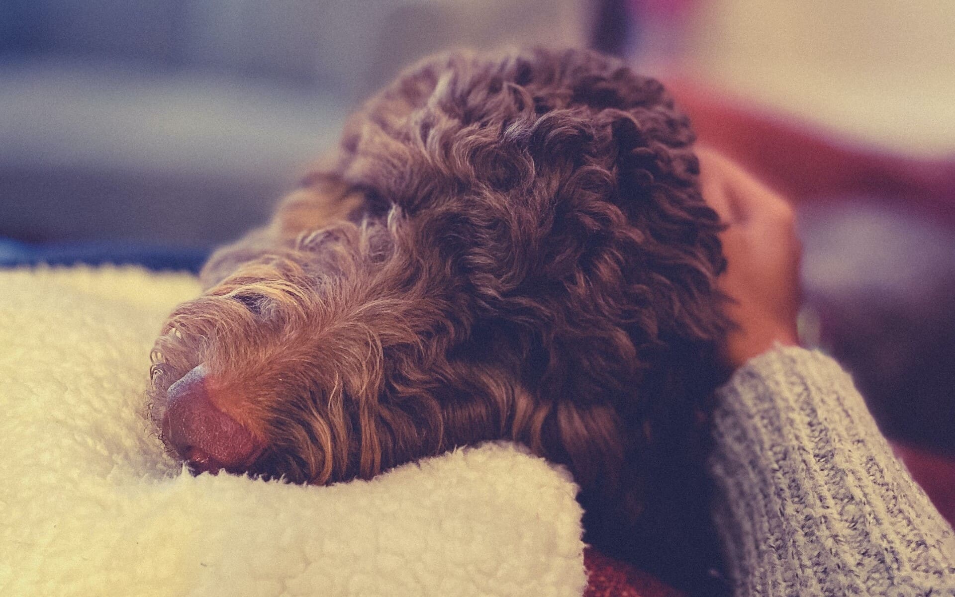 Ecuador entre los países más “Pet Friendly” de América Latina QUE