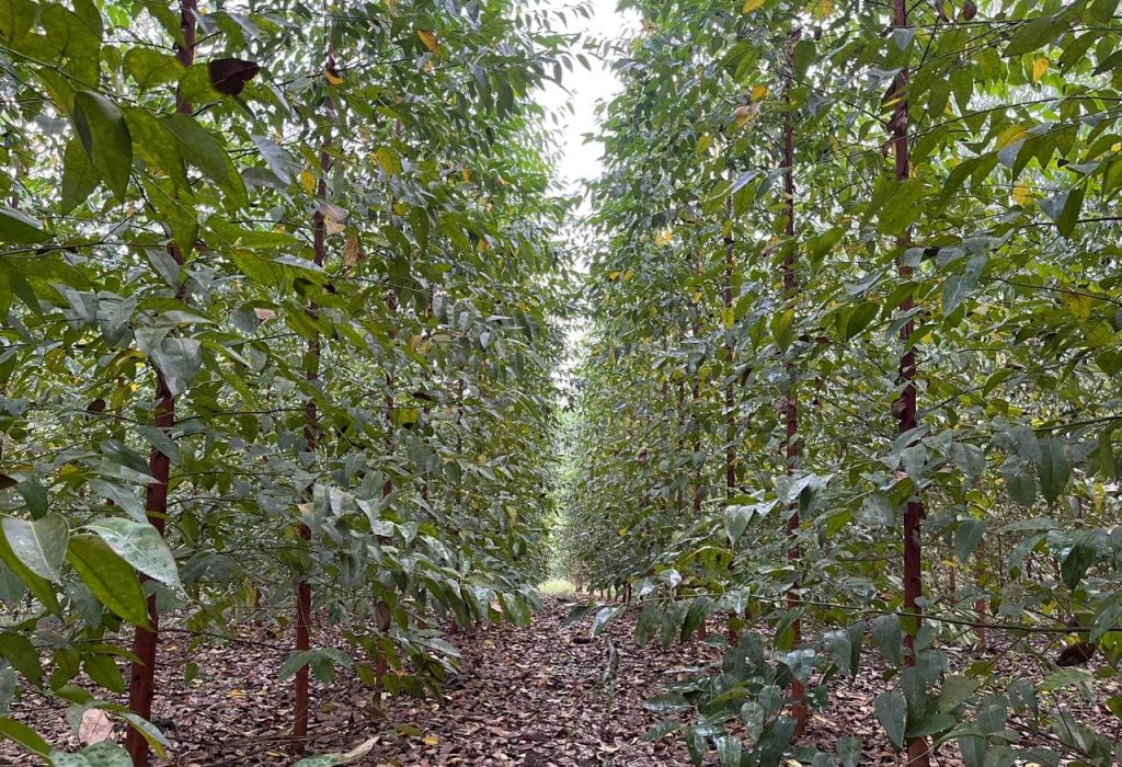 Manejo de Bosques
