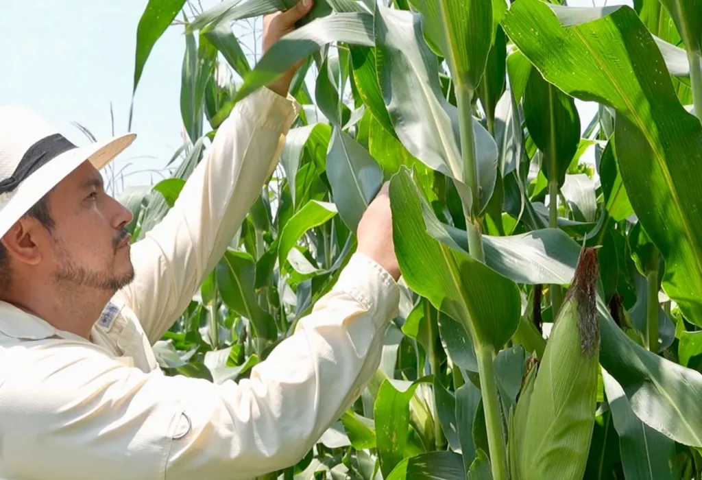 Alimentación Basf