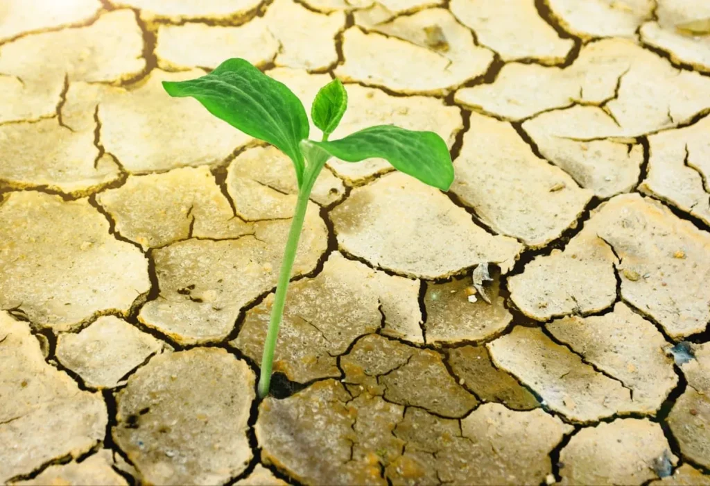 Basf - Agricultura