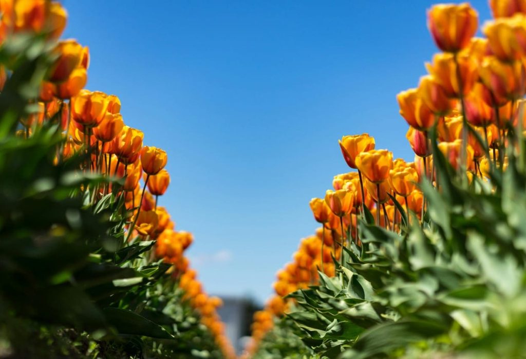 Basf - Flores