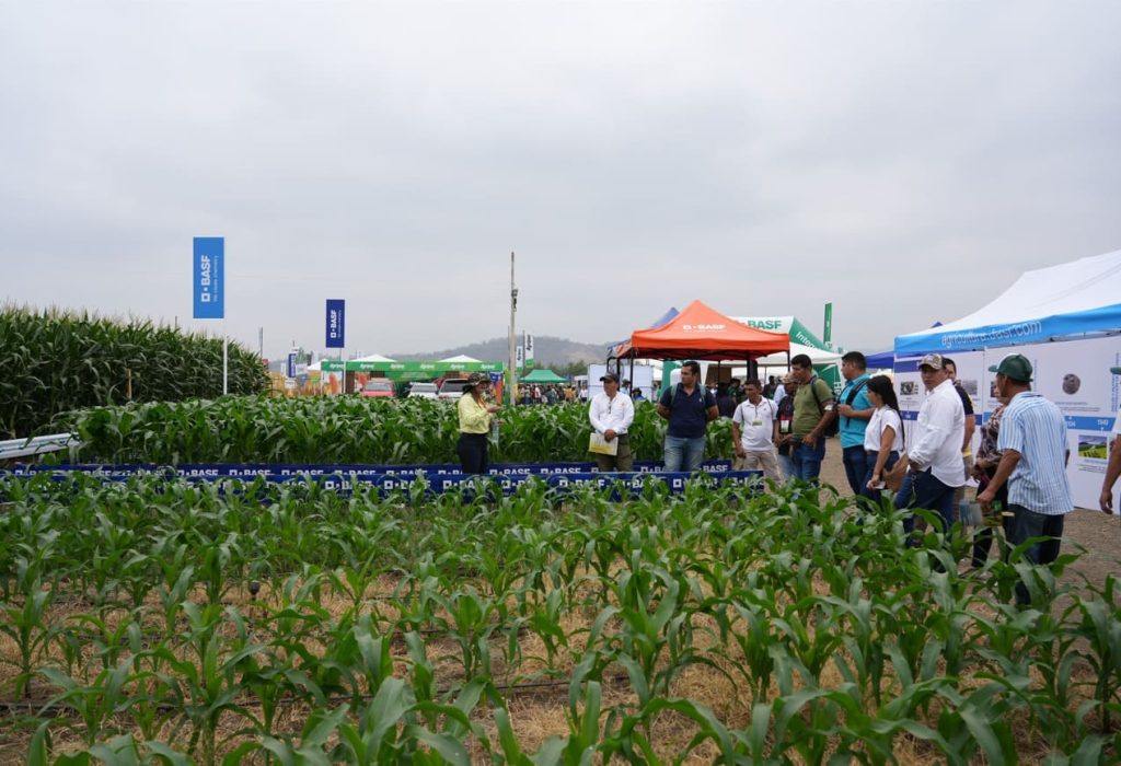 Basf Maíz