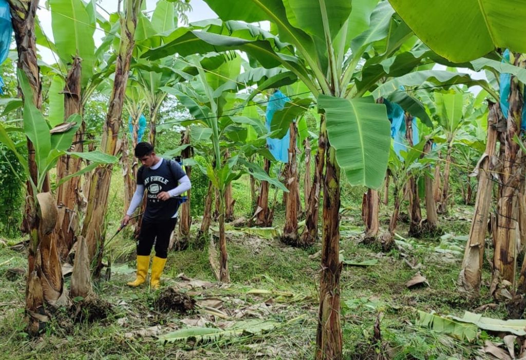 La biotecnología permite mejorar la eficiencia y sostenibilidad de la producción de alimentos, reducir la huella de
carbono en la producción agrícola y ayudar a combatir el hambre global, 16 de junio, Día Internacional de la
Biotecnología. (Foto Cortesía)