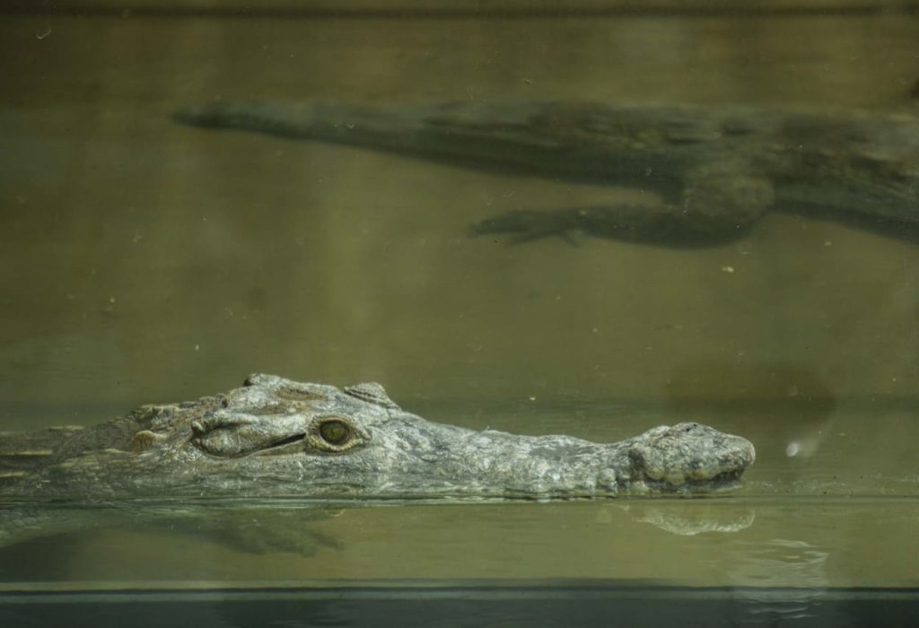 Este es el vertebrado más grande del Ecuador y el segundo cocodrilo más grande de América, después del cocodrilo del Orinoco. (Foto Cortesía)