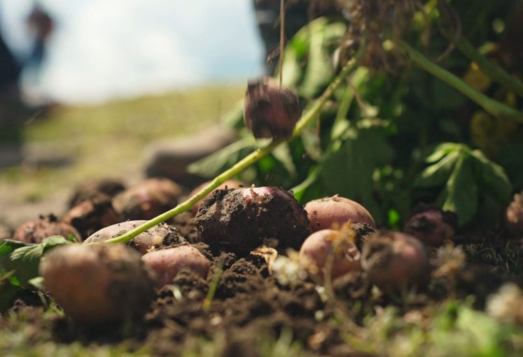 Bajo el programa de Agricultura Sostenible, PepsiCo trabaja de la mano con agricultores certificados de las provincias de Carchi, Cotopaxi y Pichincha.