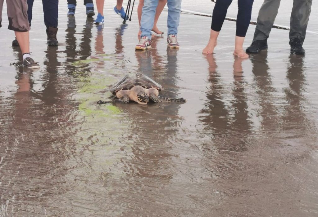 Durante la liberación de Emma, tortuga marina rehabilitada en Playas Villamil gracias a la labor de la Fundación JUVIMAR. (Foto Cortesía)