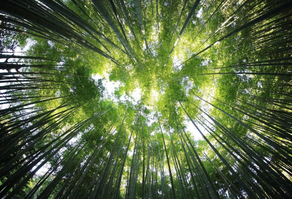 El Primer Ecuador Carbon Forum marcará un hito en la búsqueda de soluciones ambientales. Este evento pionero se erige con una ambiciosa meta al converger líderes gubernamentales, expertos industriales y defensores ecologistas, el foro promete convertirse en un epicentro inigualable para el intercambio de ideas y estrategias contra el cambio climático.