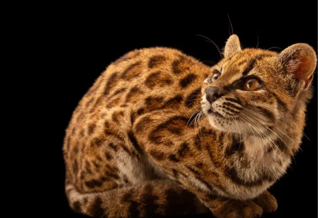 FELINO