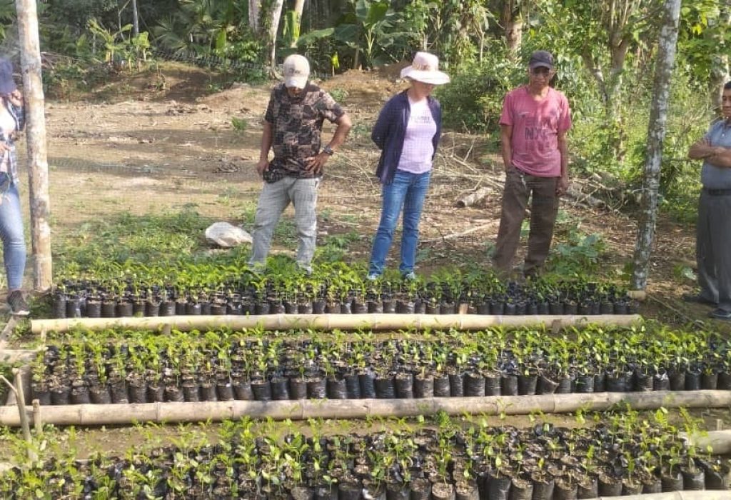 Gobierno Nacional impulsa la producción forestal sostenible