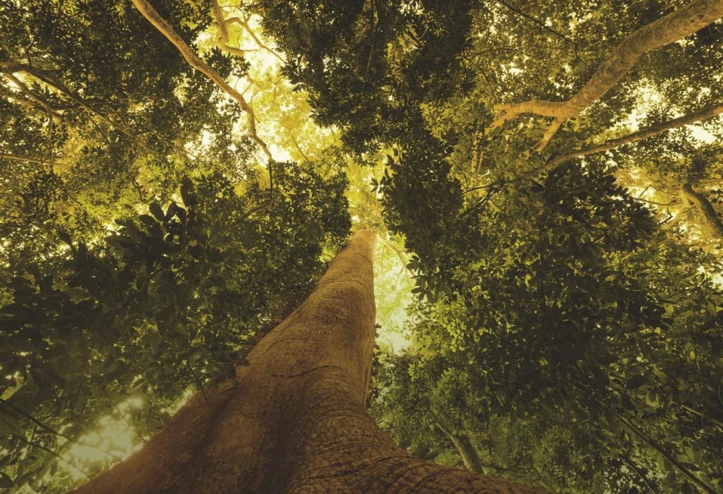 Mes de la Amazonía - Natura