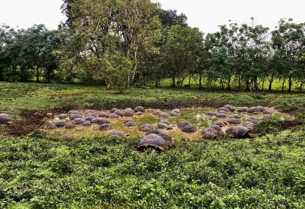 TORTUGAS GIGANTES EN GALÁPAGOS