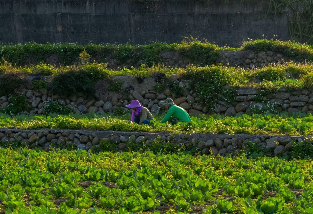 Los alimentos que consumimos son responsables por aproximadamente el 25% de las emisiones globales y la mayoría de ellas son producidas por el sector agrícola.  (Foto Cortesía)