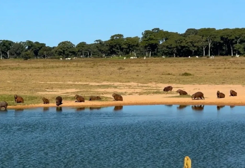 el Pantanal de Mato Grosso