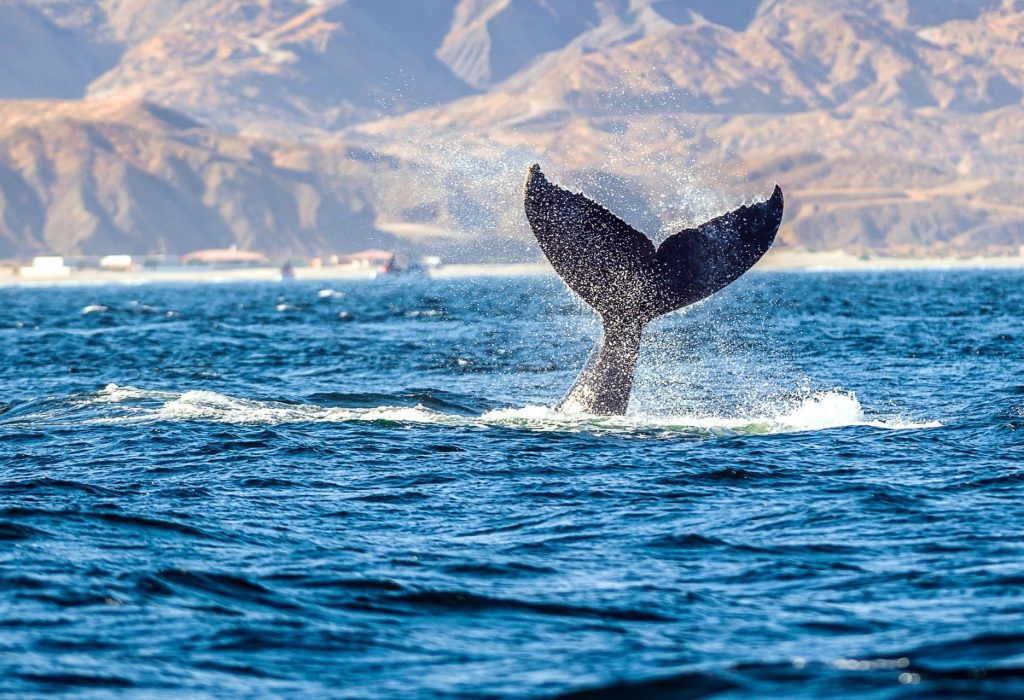 thumbnail_AVISTAMIENTO BALLENAS_CRÉDITOS Ernesto Benavides _ PROMPERÚ (1)